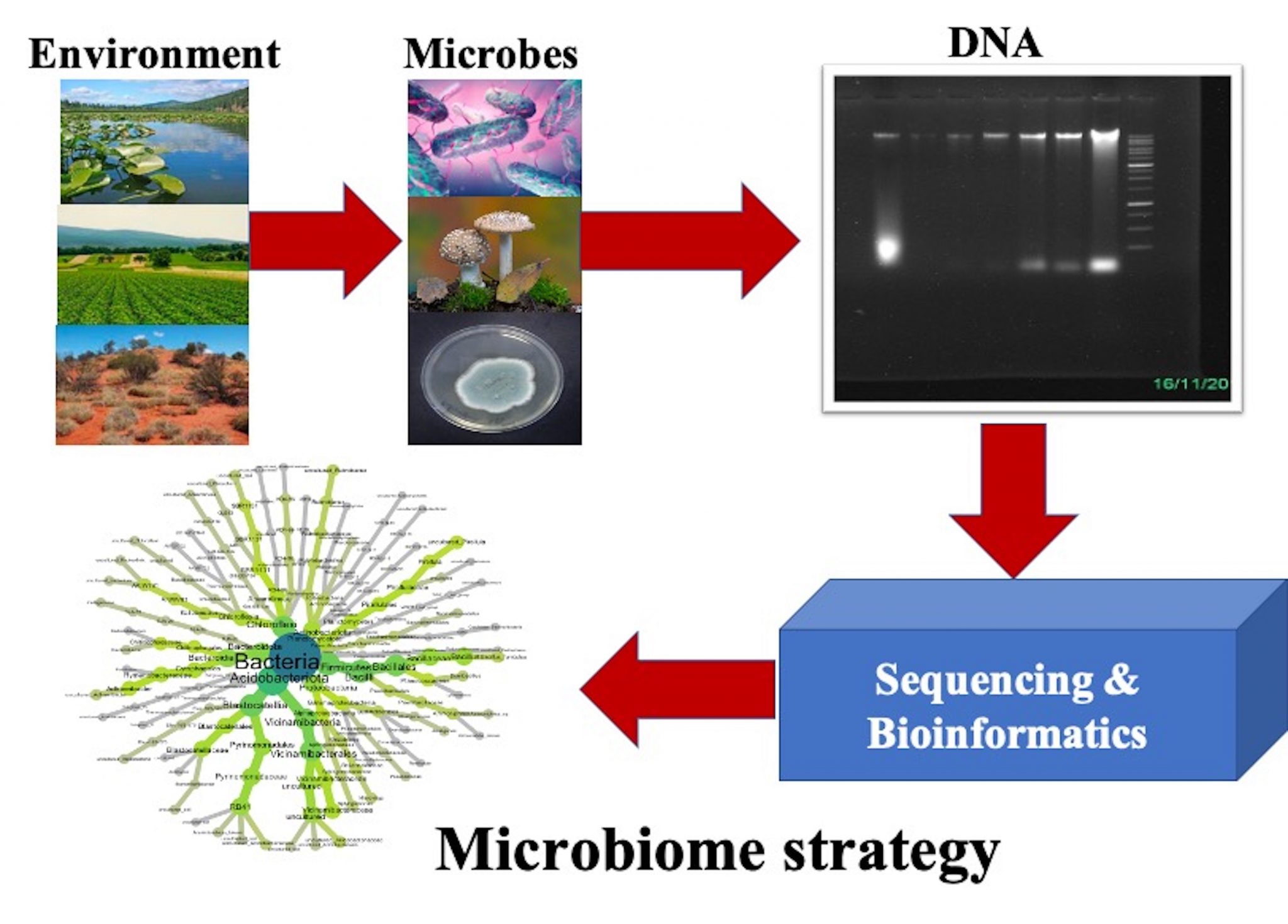 Microbiome | Microbiome and Genomics Lab